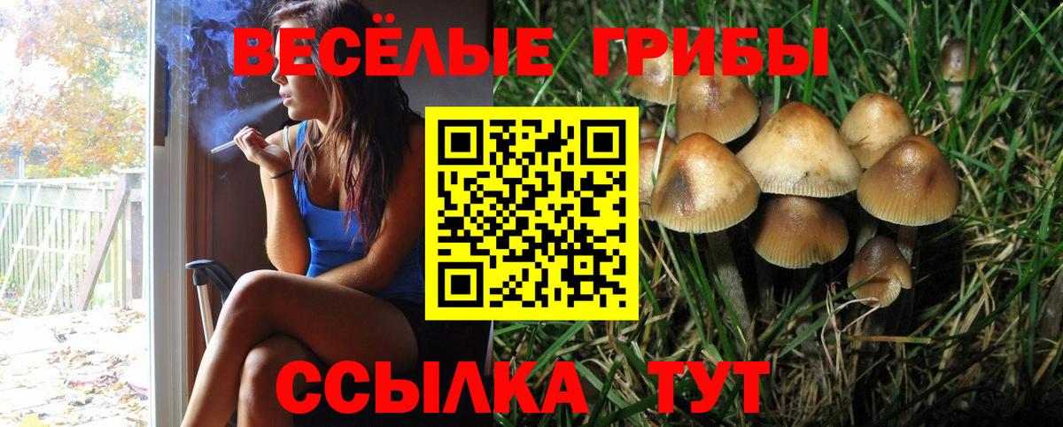 Галлюциногенные грибы Psilocybine cubensis Торжок